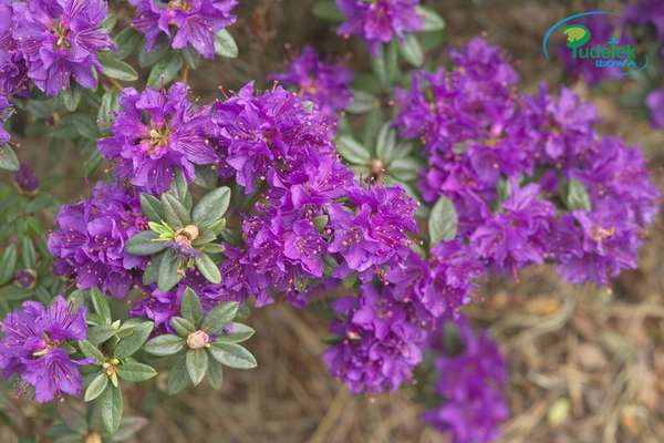 Rhododendron Enziana